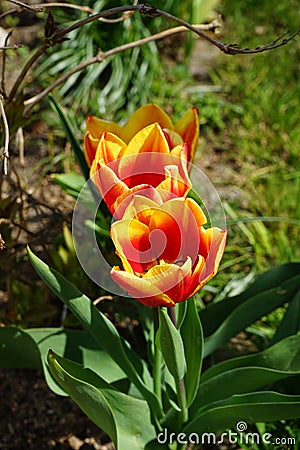 Triumph tulip 'Kees Nelis' yellow-red blooms in the garden in spring. Berlin, Germany Stock Photo