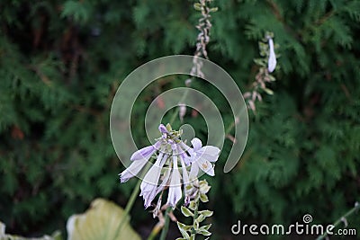White-edged hosta, syn. Funkia, plantain lily, blooms with light purple flowers in October. Berlin Stock Photo