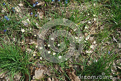 White flowers of Sanguinaria canadensis in April. Berlin, Germany Stock Photo