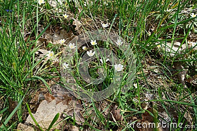 White flowers of Sanguinaria canadensis in April. Berlin, Germany Stock Photo