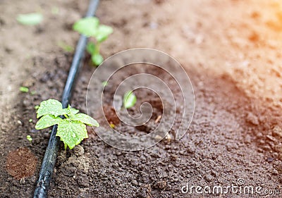 Plants get water using modern irrigation system drip irrigation, watering cucumber plants, industry, farming Stock Photo
