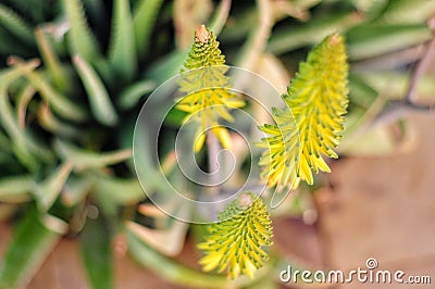 Plants of Gran Canaria. Aloe vera yellow flowers. Spring blooming. Atopic dermatitis and eczema treatment and cosmetics production Stock Photo