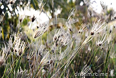 Plants and grass blur background. Stock Photo