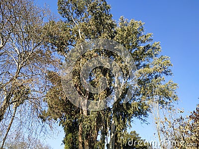 Plants grass trees in the zoo of Ayamonte province of Huelva Spain Stock Photo