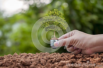 Plants that grow in energy-saving lamps. Stock Photo