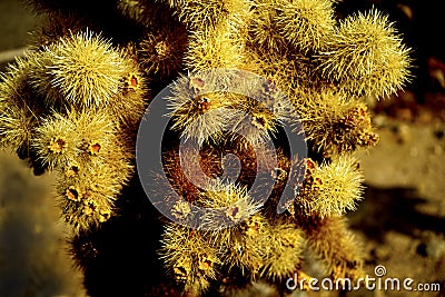 The plants grow luxuriantly in the vast desert. Stock Photo