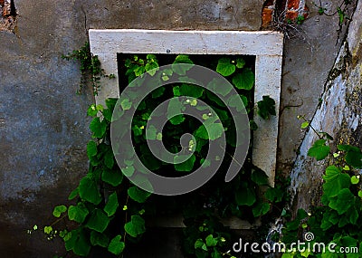 Nature taking over window in old building. Stock Photo