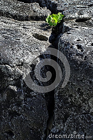 Plants Growing Out of Rocks Showing Fortitude and Persistence Stock Photo