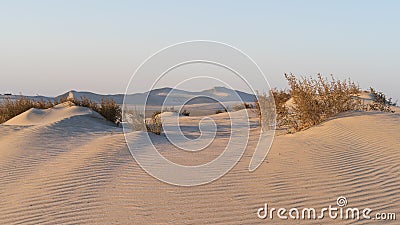 Plants grown on top small dune mountains at sealine dunes area Stock Photo