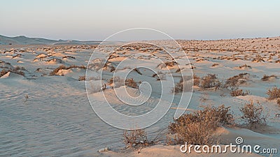 Plants grown on top small dune mountains at sealine dunes area Stock Photo