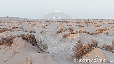 Plants grown on top small dune mountains at sealine dunes area Stock Photo