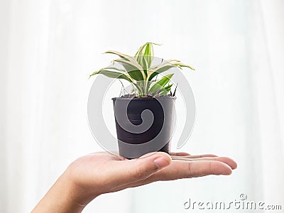 Plants in hand,Grown up,Follow target,Green,Light Warm white,Flowerpot black,Background,Texture,Nature Stock Photo