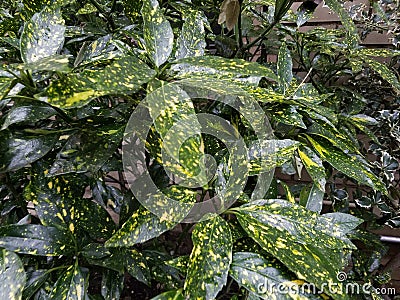 Closeup of variegated green and yellow houseplants, in outdoor display in natural light Stock Photo