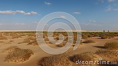 Plants and herbs in the arid sandy desert of Fayoum Stock Photo