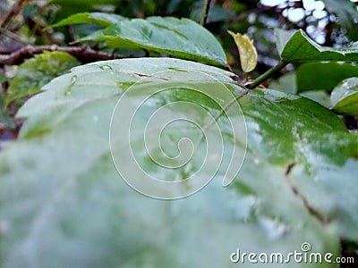 plants leaves Stock Photo