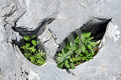 Plants in limestone hole Stock Photo