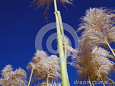 Plants with lint in the foreground seen from below and a blue sk Stock Photo