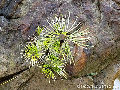 Plants that live on rocks Stock Photo