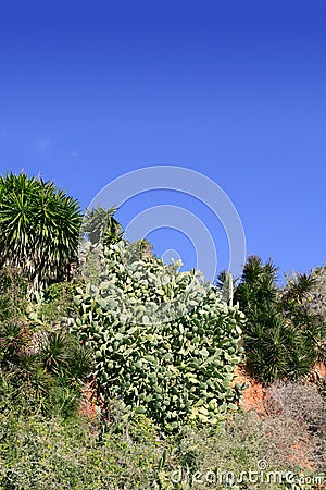 Plants in the meditarranean mountain Stock Photo