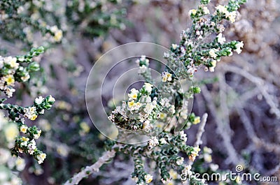 Plants of the Mediterranean coast. Stock Photo