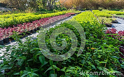 Plants nursery with various shrubs Stock Photo