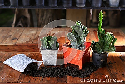 Plants in orange pot and soil Stock Photo