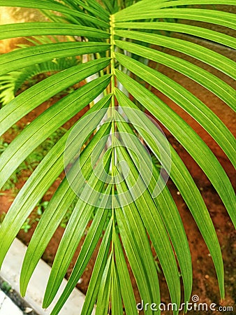 plants palm background nature & x28;MADAGASKAR& x29; Stock Photo