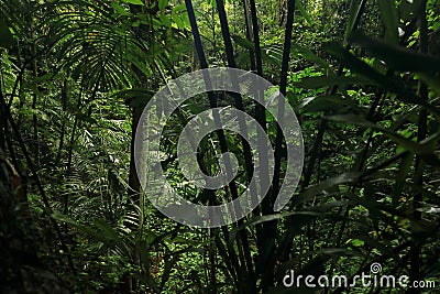 Plants in Papuan jungle on Biak Island Stock Photo