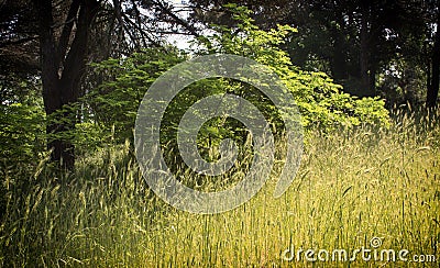 Plants in the pinewood forest near Marina Romea Stock Photo