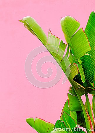 Plants on pink fashion concept. Palm lover. Canary Island Stock Photo