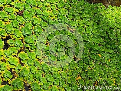 Plants pistia stratoites is a plant which capable of improving the quality of water so better Stock Photo