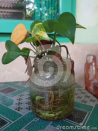 Plants are placed in glass cups without soil intermediaries Stock Photo