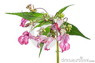 Plant studies: Himalayan Balsam - Indian balsam Impatiens glandulifera Stock Photo
