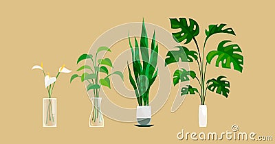 Plants in pot. Exortic ficus and monstera palm in flowerpot indoors, green leaves and calla lilies in transparent vase Vector Illustration