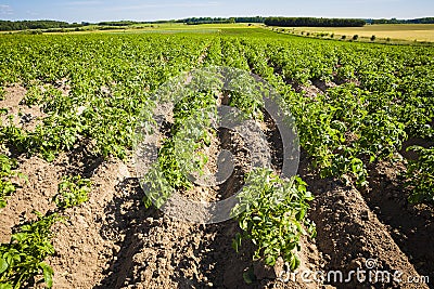 Plants of potatoes on field. Stock Photo