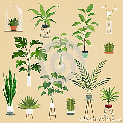 Plants in pots. Houseplant, succulent plants. Ficus planting in flowerpots vector isolated collection Vector Illustration