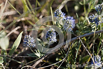 Plants of prostrate speedwell, Veronica prostrata Stock Photo