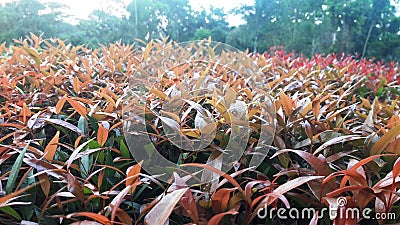 Plants of red and green leaves in a garden Stock Photo