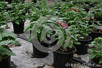 Plants for sale at the small local nursery. Flowers seedling in grenhouse close up. Horticulture flower business Stock Photo
