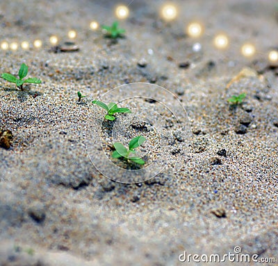 plants on the sandy beach minature green plants Stock Photo