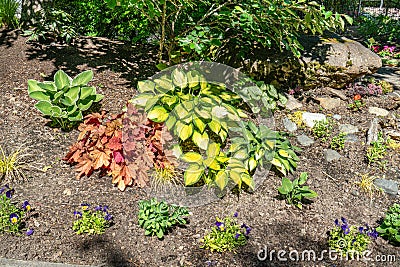 Sensory Garden Plants 2 Stock Photo