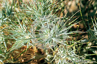 Plants in the steppe. Stock Photo