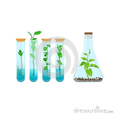 Plants in test tubes Vector Illustration