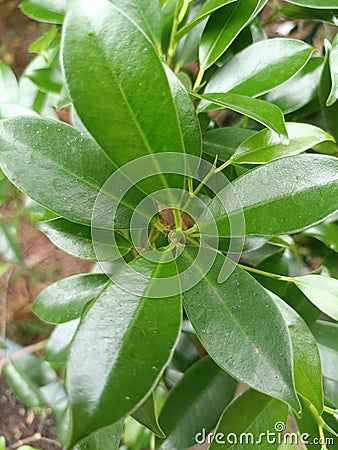 plants that thrive leaves appear green and shiny Stock Photo