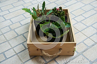 Plants in tray Stock Photo