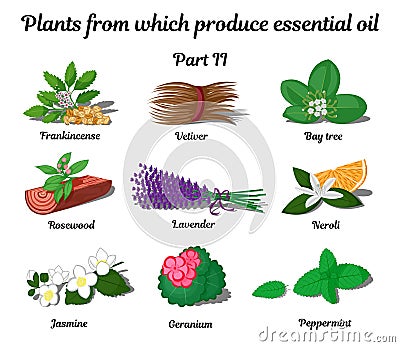 Plants from which produce essential oils. Part 2 Vector Illustration