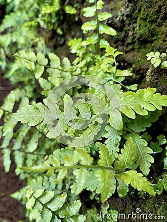 Plants Wild grass leaves ferns Stock Photo