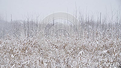 Plants in winter Stock Photo