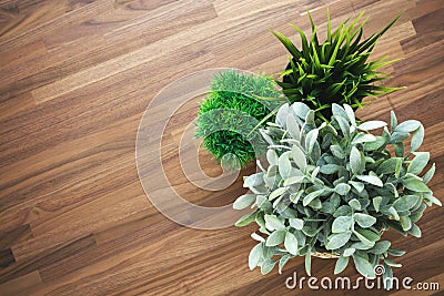 Plants on wooden office desk background Stock Photo