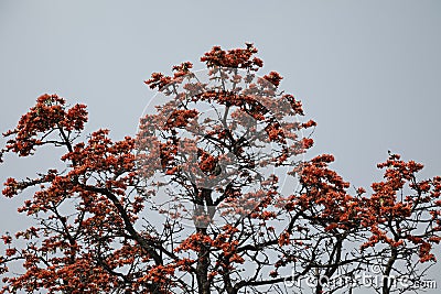 Plash flower tree with sky Stock Photo